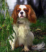 Фотография собаки породы Кавалер кинг чарльз спаниель