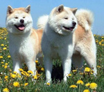 Фотография собаки породы Акита-ину