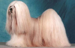 Фотография собаки породы Лхасский апсо