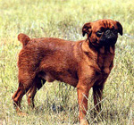 Фотография собаки породы Пти-брабансон