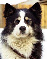 Фотография собаки породы Лайка якутская