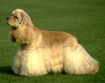 Фотография собаки породы Кокер-спаниель (американский) из питомника «ПРО СОБАК»