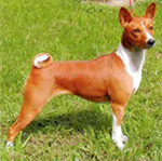 Фотография собаки породы Басенджи из питомника «ЛИС-ГЛАМУР»