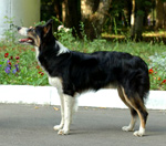 Фотография собаки породы Бордер колли