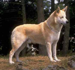 Фотография собаки породы Ханаанская собака