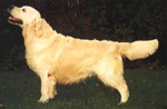 Фотография собаки породы Голден ретривер