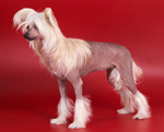 Фотография собаки породы Китайская хохлатая собачка из питомника «ANGEL LOOK »