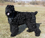 Фотография собаки породы Русский черный терьер