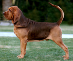 Фотография собаки породы Бладхаунд
