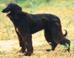Фотография собаки породы Кыргызская борзая
