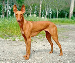 Фотография собаки породы Сицилийская борзая
