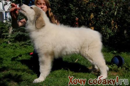 http://www.hochusobaku.ru/pitomnik/puppy/536_b.jpg